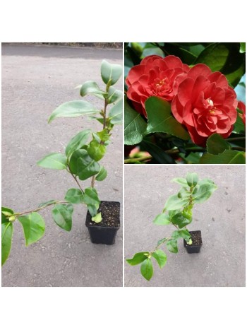 Камелия Camellia Lady Campbell
